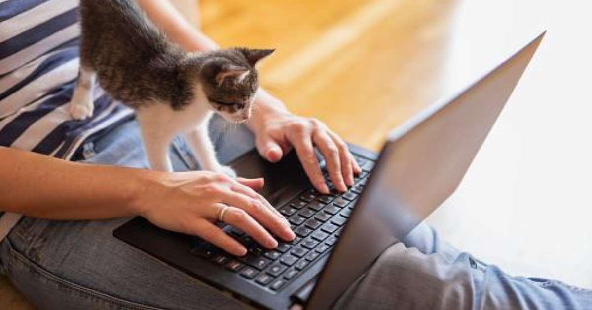 A cat may have deleted information from a server in the United States;  understand