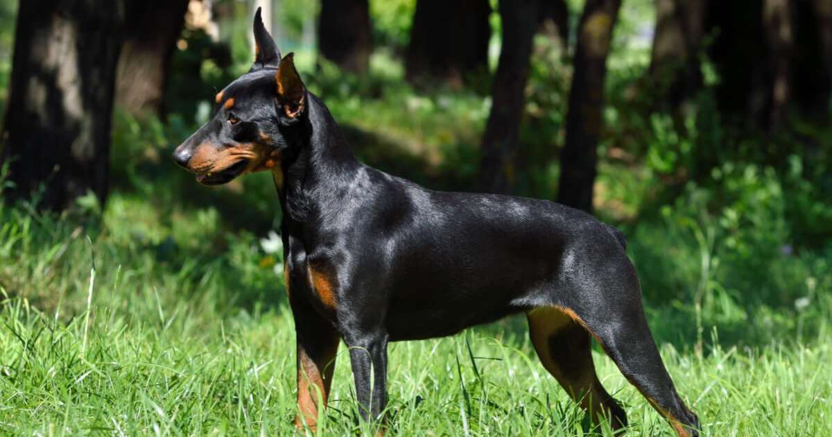 Conheça as características do pinscher alemão