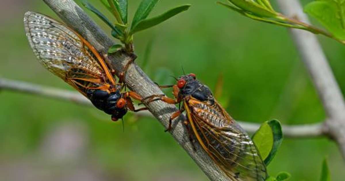 Cigarras adultas se alimentam? Novo estudo explica o mistério
