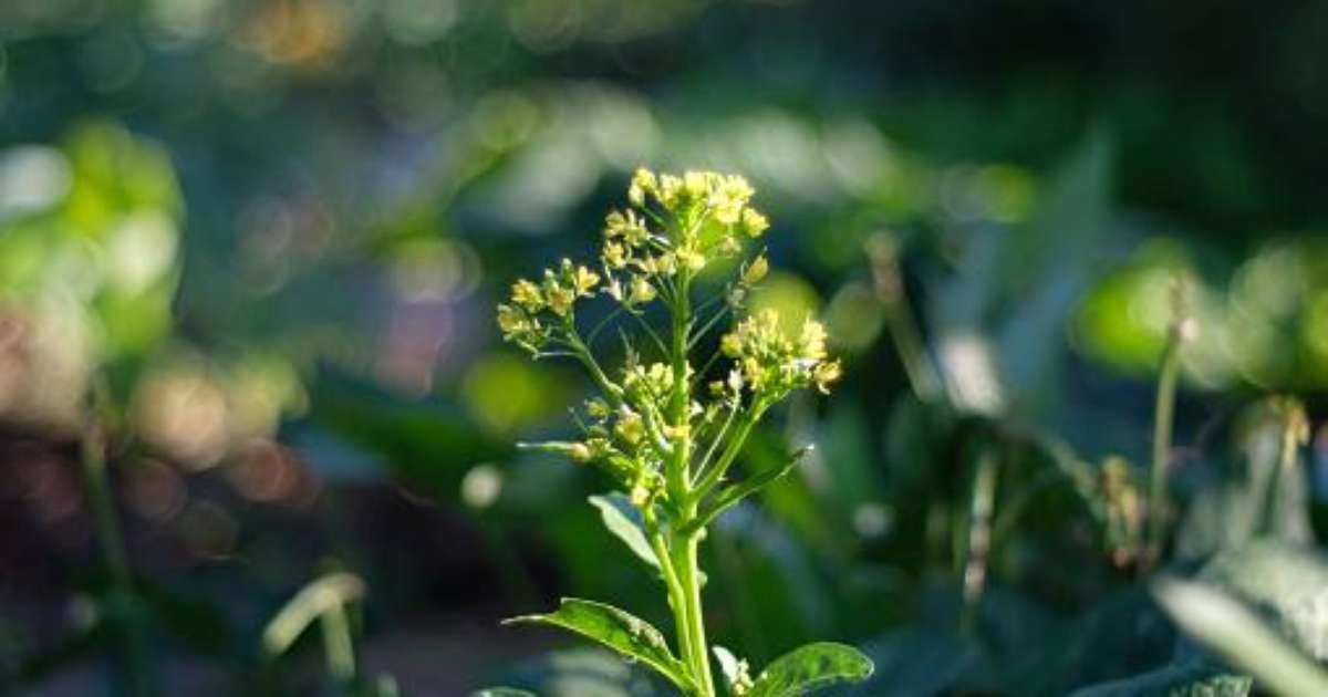 Exemplo De Plantas Que Florescem Nos Dias Curtos E Longos