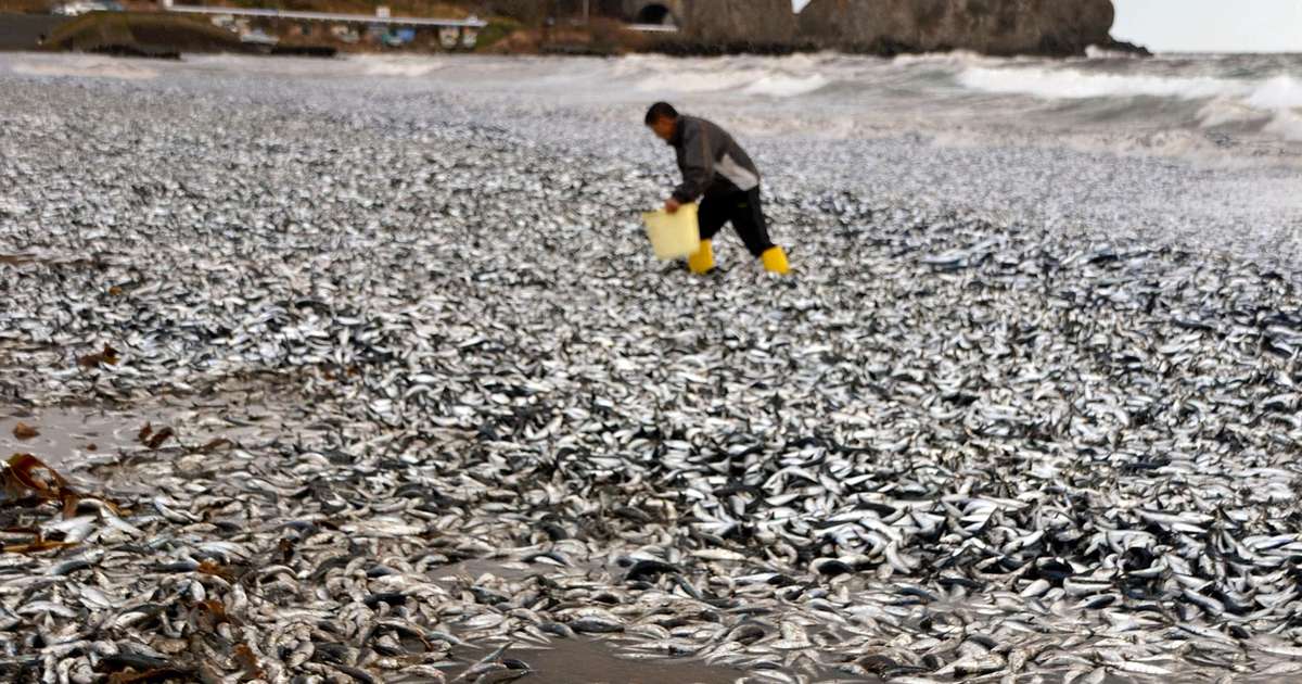 日本では、海岸が数千匹の死んだ魚で覆われています。 時計