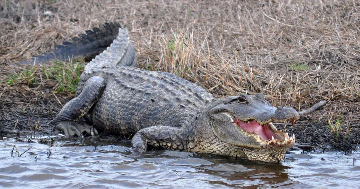What is the difference between an alligator and an alligator?