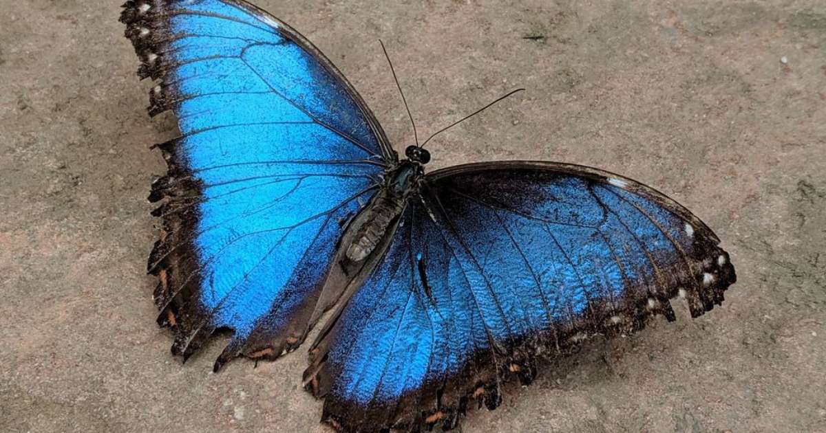 ¿Cuál es la diferencia entre una mariposa y una polilla?