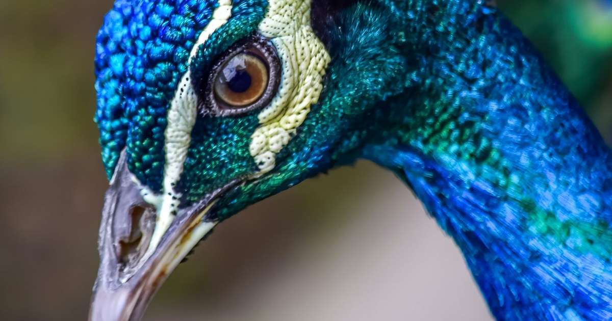 El sistema de cámara muestra cómo los animales ven los colores.