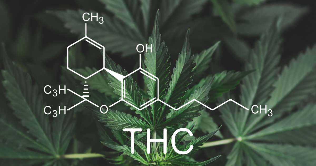 Veja como o THC pode auxiliar no tratamento de doenças