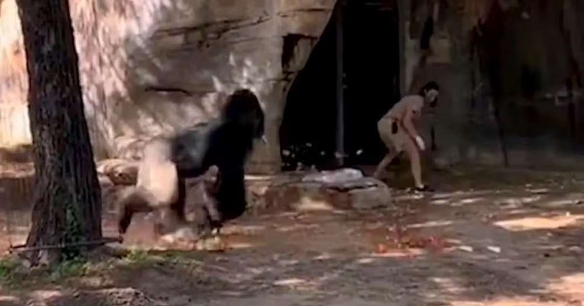Zookeepers are chased by gorillas at an American zoo;  to see