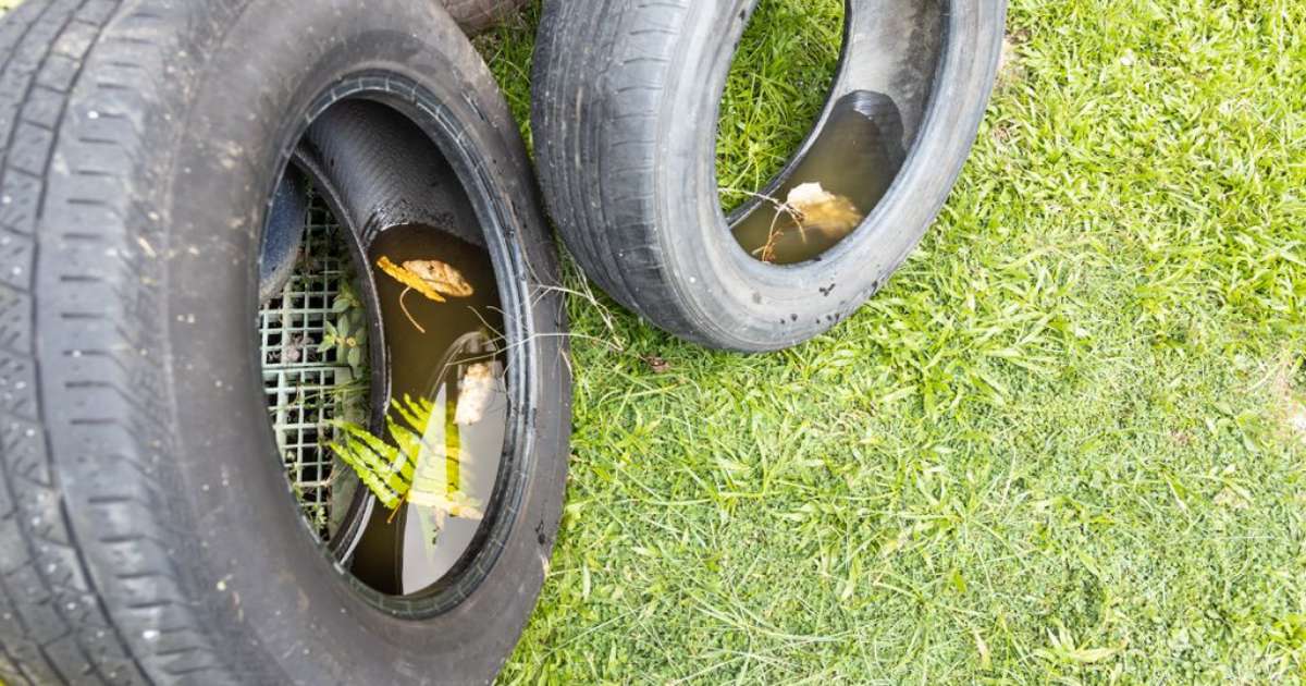 El aumento de casos está vinculado al calor extremo y la deforestación