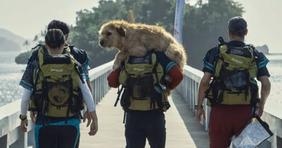Uma Prova de Coragem | A história real do cão atleta que inspirou o filme
