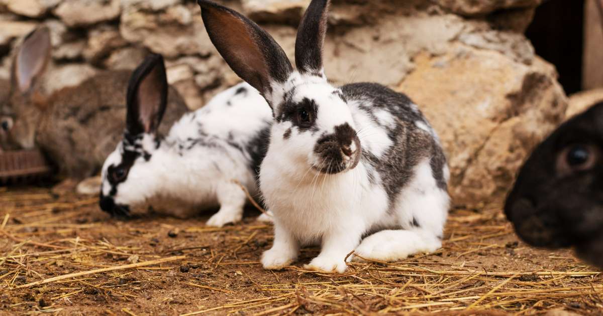 Vendas de coelhos são suspensas para evitar abandono em massa após a Páscoa