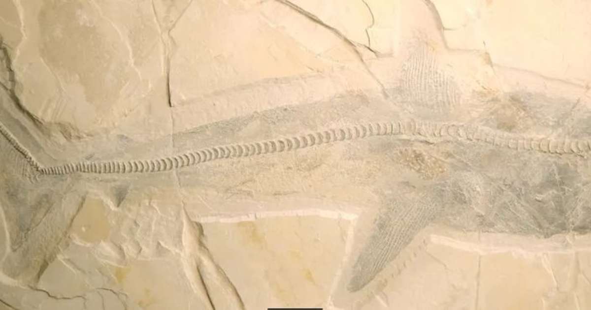 Descubren en México fósiles de enormes tiburones del Cretácico