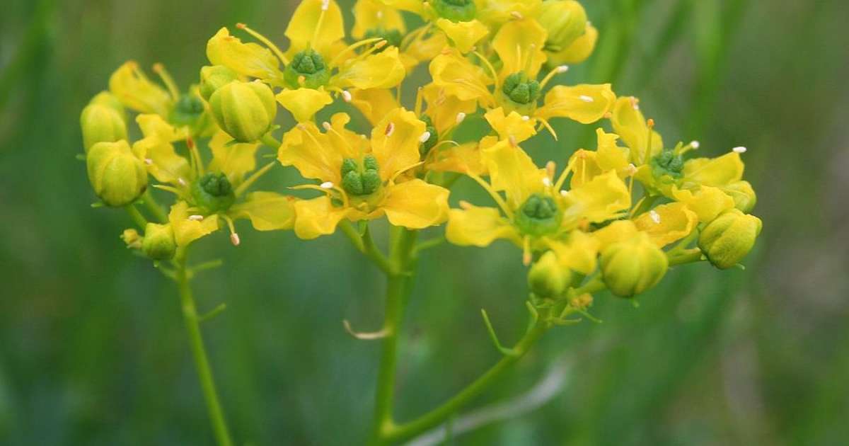 Veja plantas que afastam inveja e mau olhado, dicas de cultivo e rituais