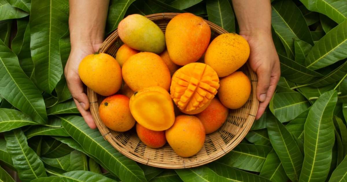 Nutricionista aponta os benefícios da manga para a saúde