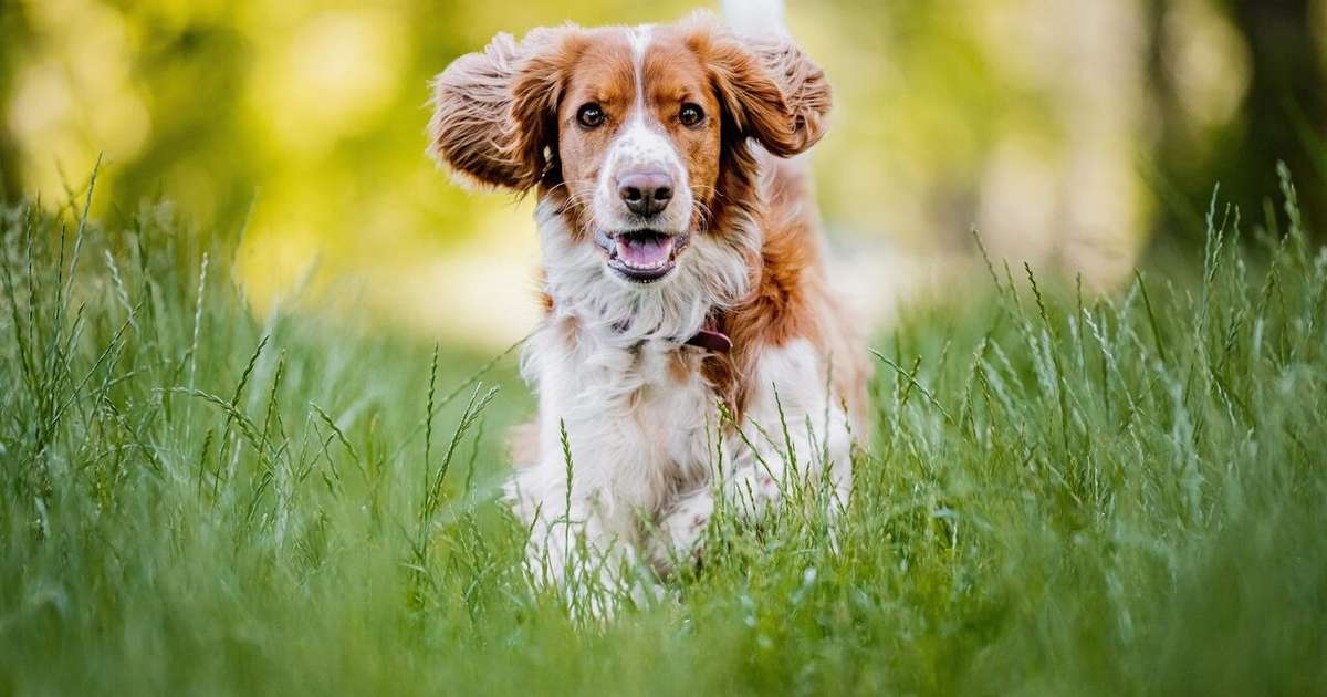 Quanto tempo vive um cachorro? Veja estimativa para cada raça
