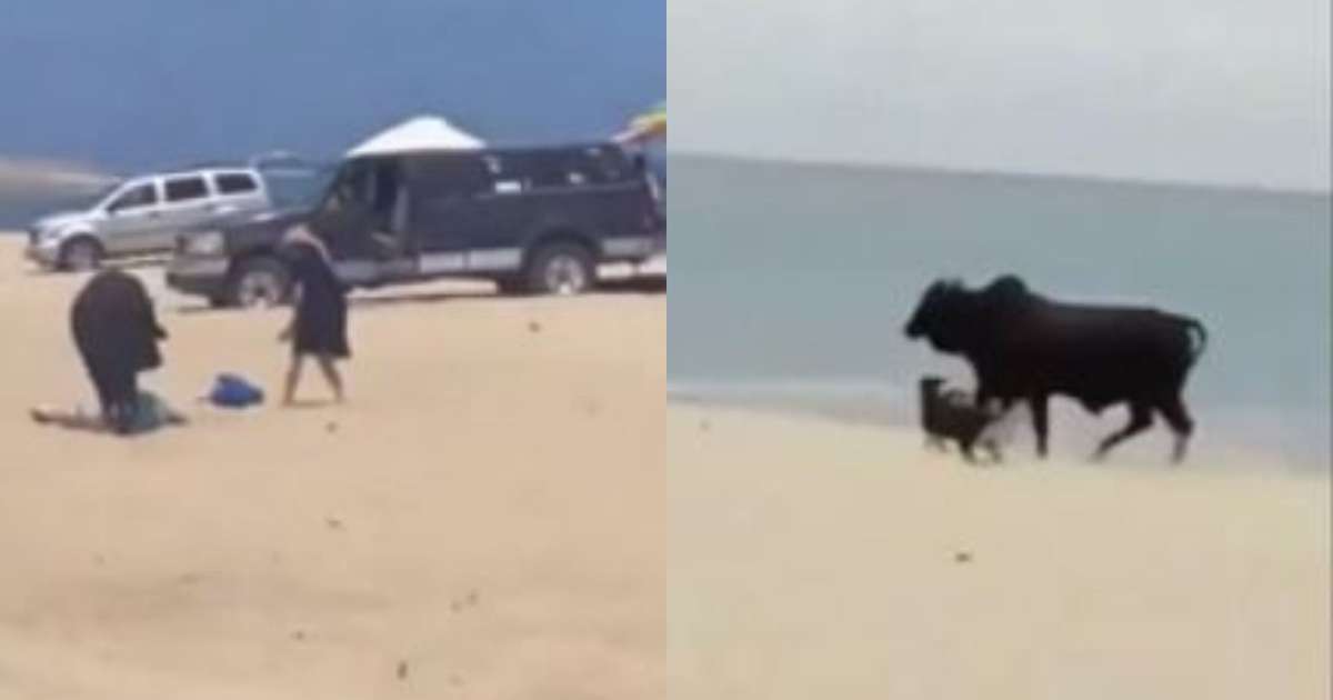 Captan a un toro atacando a personas y perros en una playa de México;  reloj