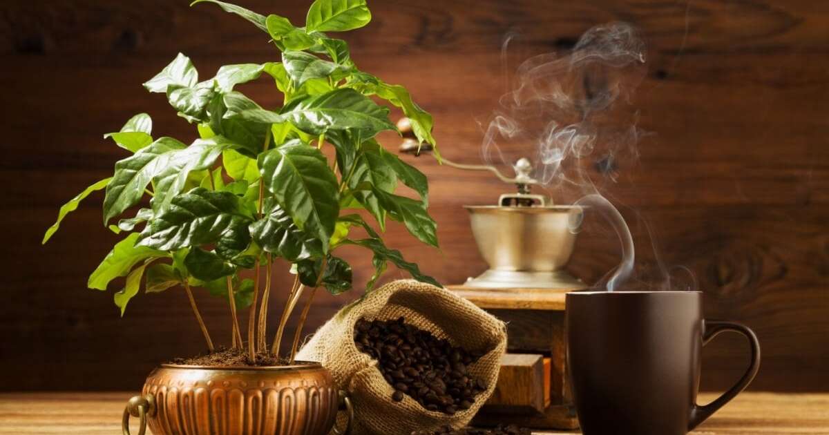 6 tipos de café cultivados no Brasil