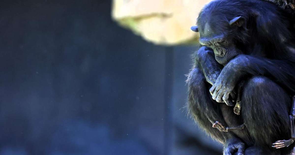 Un chimpancé de un zoológico español se niega a liberar a una cría que murió hace tres meses