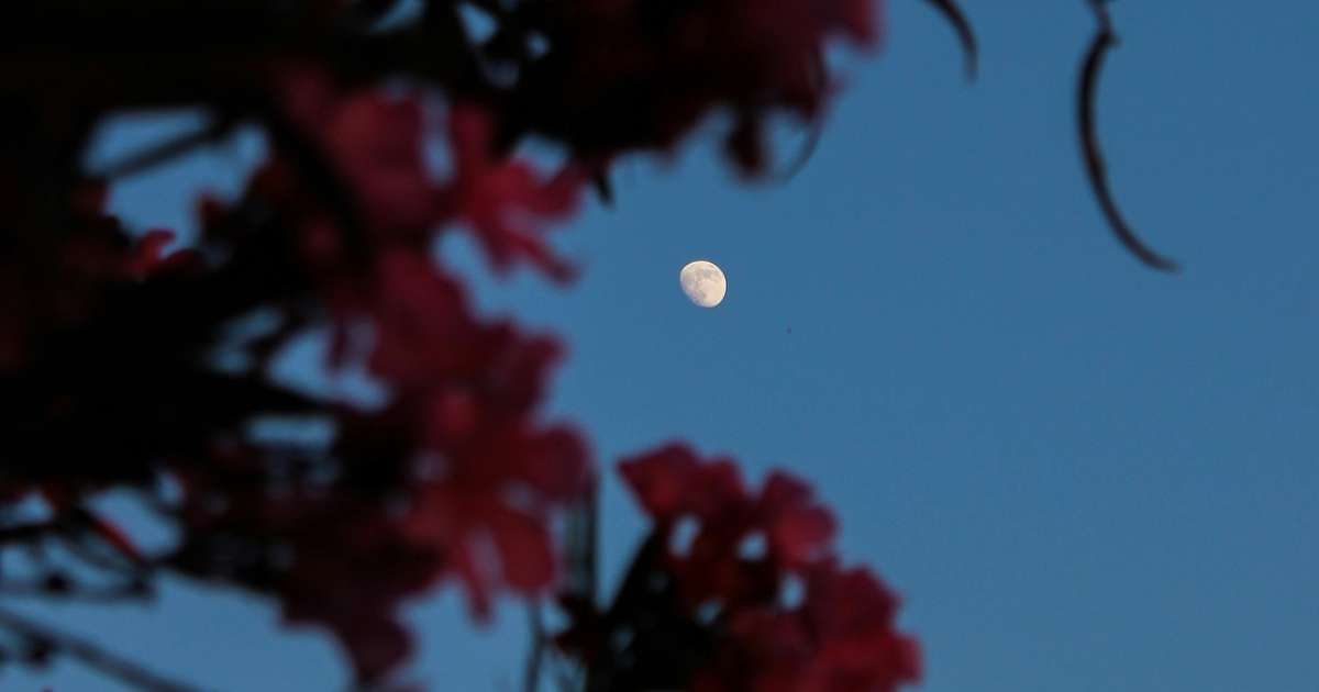 Lua das Flores: o significado e as previsões da Lua Cheia desta quinta ...