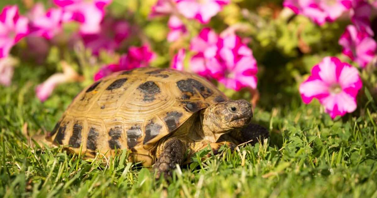 5 espécies de tartarugas e jabutis para ter em casa