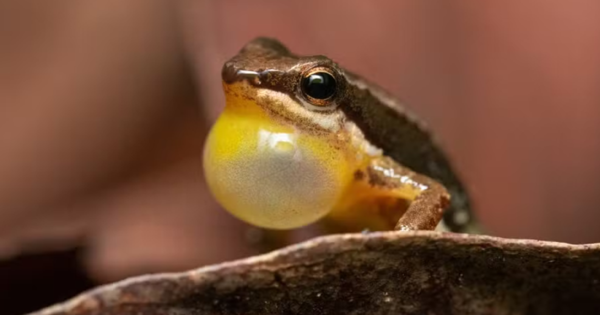 Conheça o Sapo Foguetinho, espécie arisca do Cerrado brasileiro