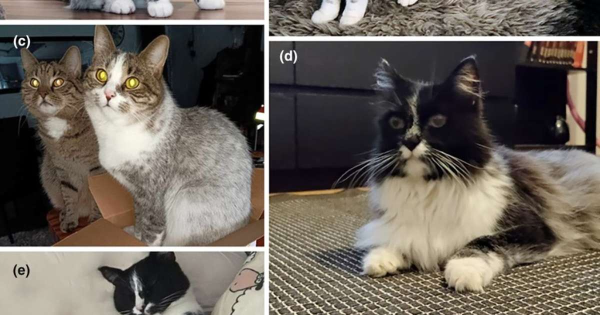 A new color for cats discovered by science