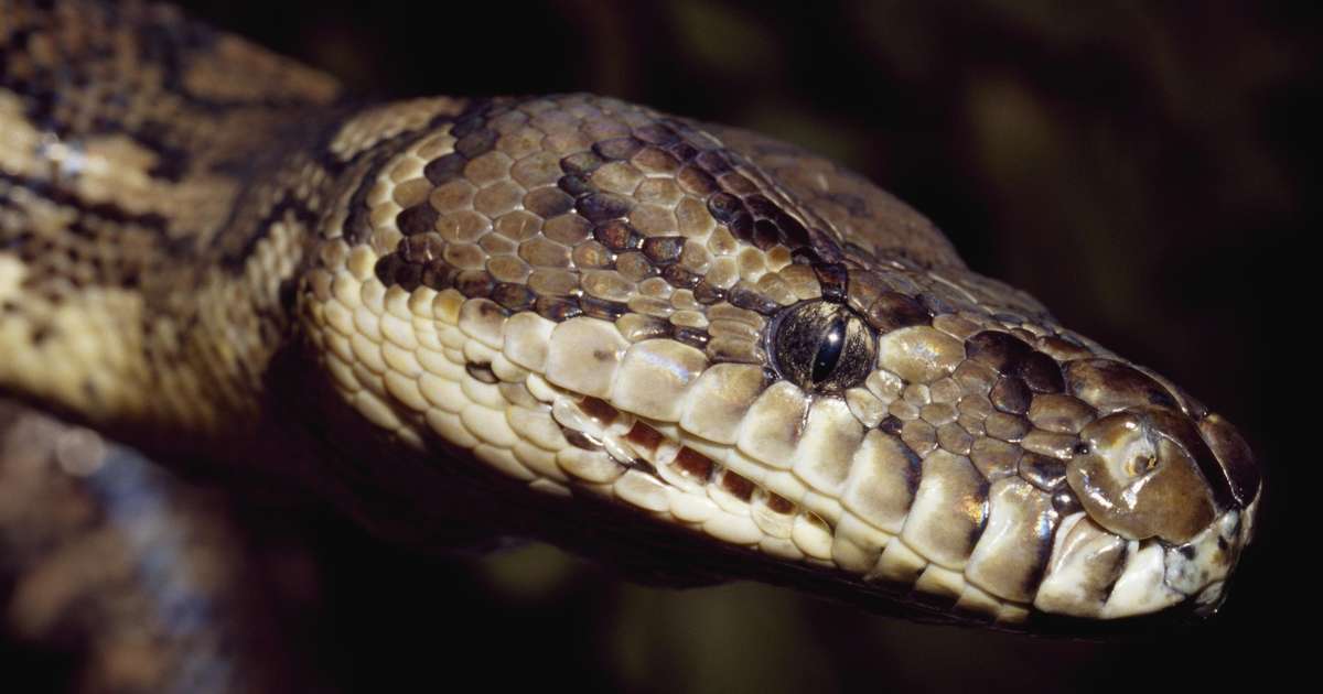 Una mujer muerta fue encontrada dentro de una serpiente gigante en Indonesia