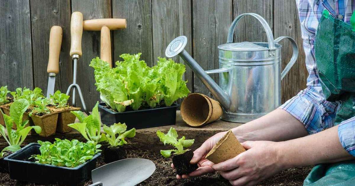 Horta em casa: 5 passos para cultivar plantas