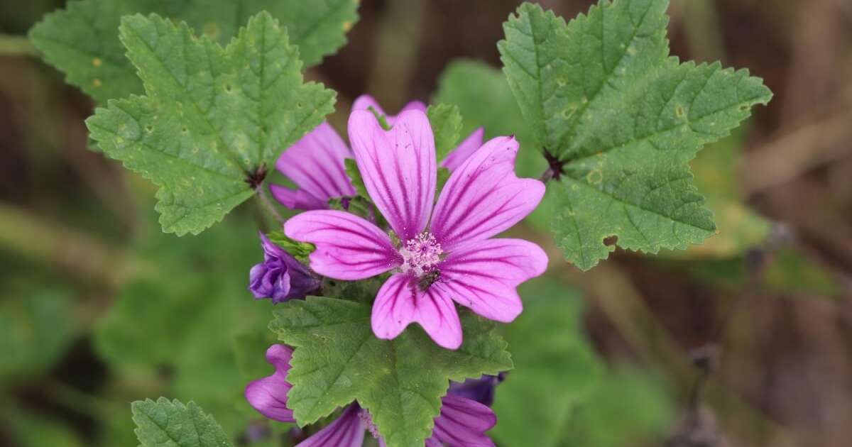 5 benefícios da erva malva para a saúde e como usá-la