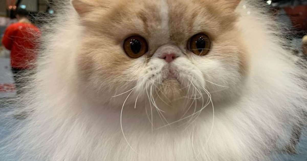 Gato persa de Minas Gerais ganha concurso mundial de felinos; conheça Max