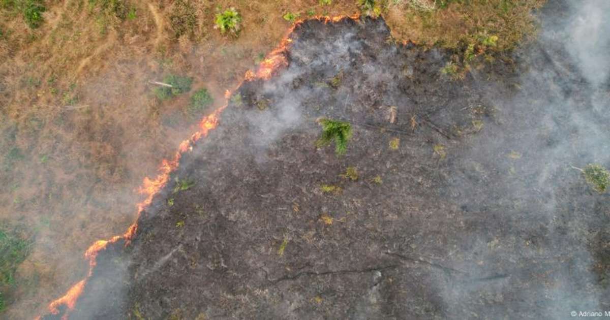 Combate ao desmatamento também é questão de saúde, aponta estudo