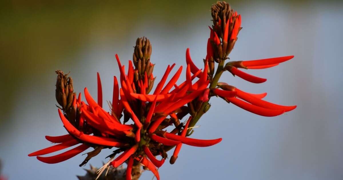 5 benefícios da planta mulungu para a saúde e formas de usá-la