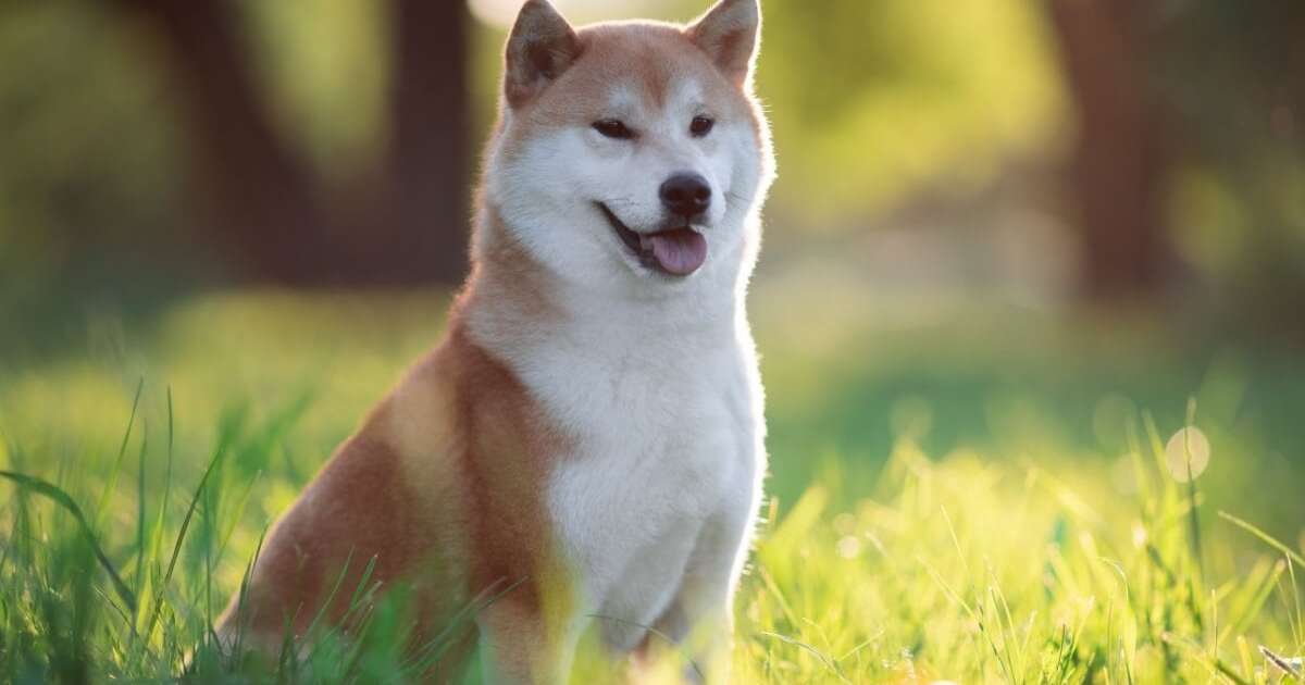 shiba Shiba Inu Dog with Frisbee (Beige) JxK Studio - Machinegun