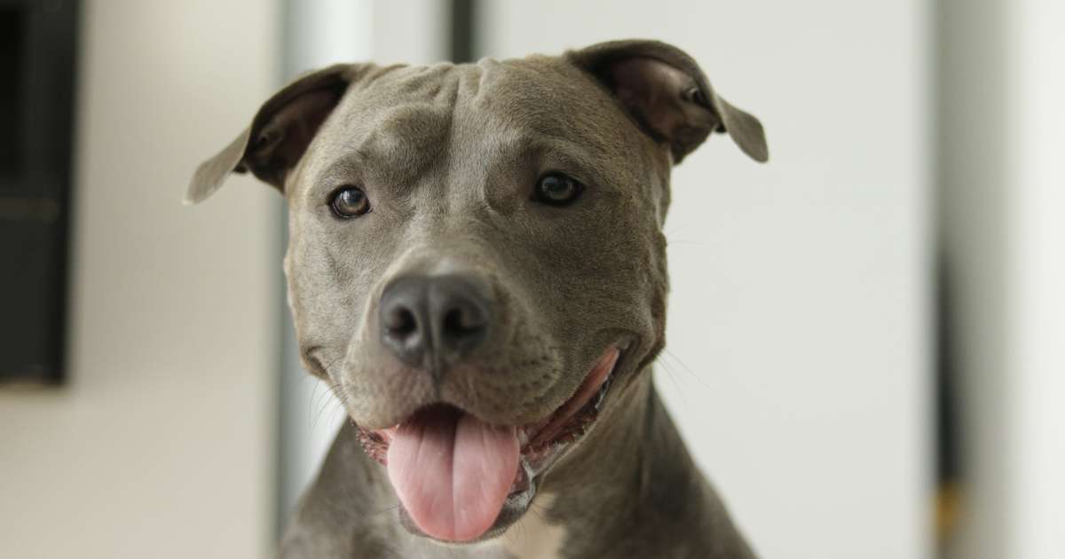 As 7 Ra as De Cachorro Mais Bravas E De Onde Vem Essa Fama as-7-ra-as-de-cachorro-mais-bravas-e-de-onde-vem-essa-fama