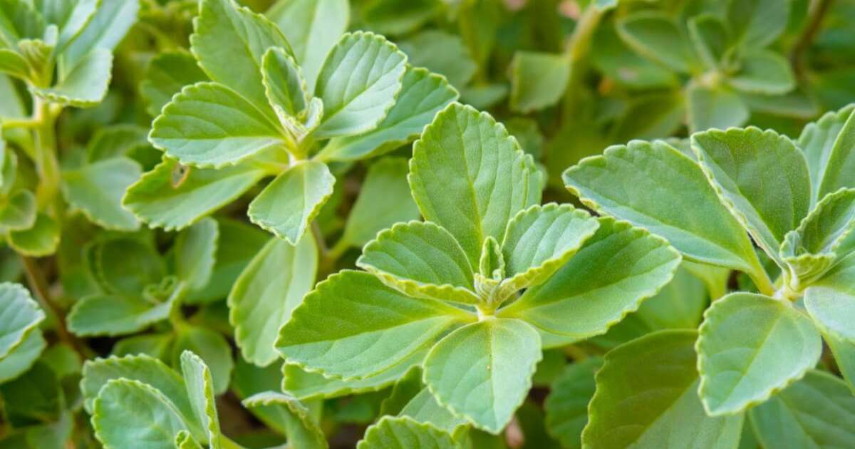 7 Benefícios do Boldo-do-Chile: Descubra como essa Planta Medicinal Pode Melhorar Sua Saúde