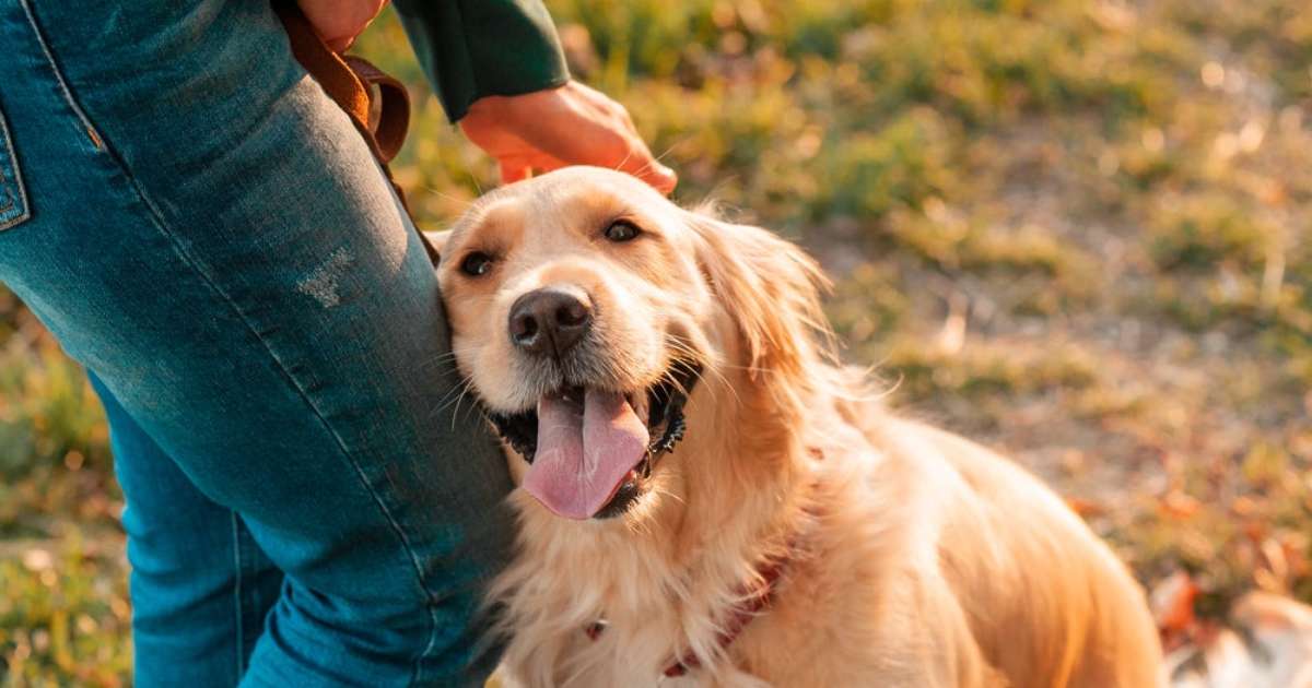 Cachorros Amigáveis: 8 Raças que Adoram a Companhia dos Seus Tutores