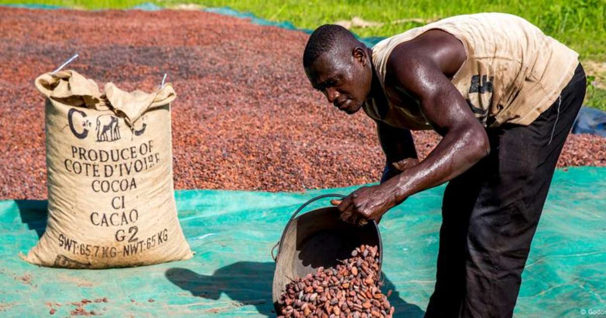 Como a crise global do cacau fez o preço do chocolate disparar