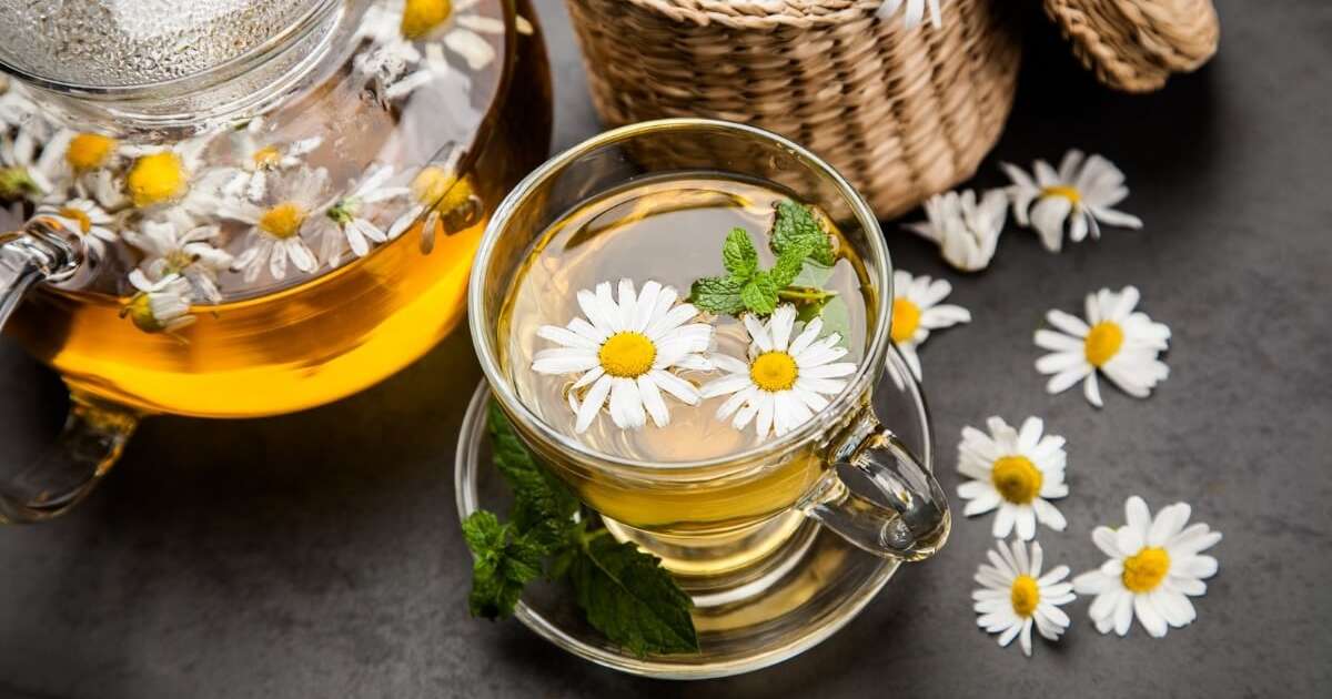 7 chás de camomila e seus benefícios para a saúde