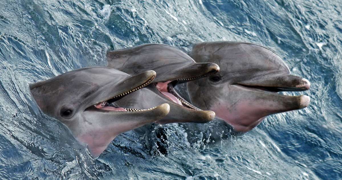 Histórico! México proíbe uso de mamíferos marinhos em espetáculos de entretenimento