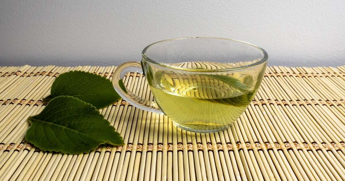 7 benefícios do chá de boldo para a saúde