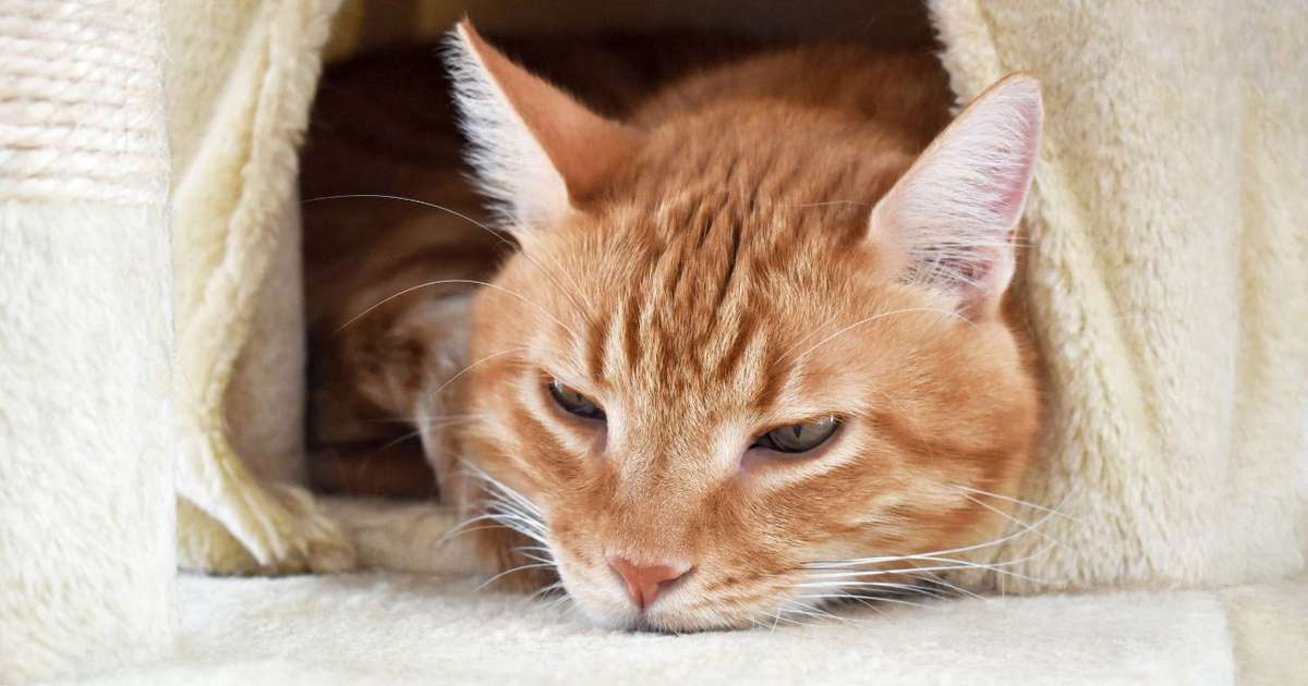 Saúde intestinal dos gatos: veja como cuidar do seu felino