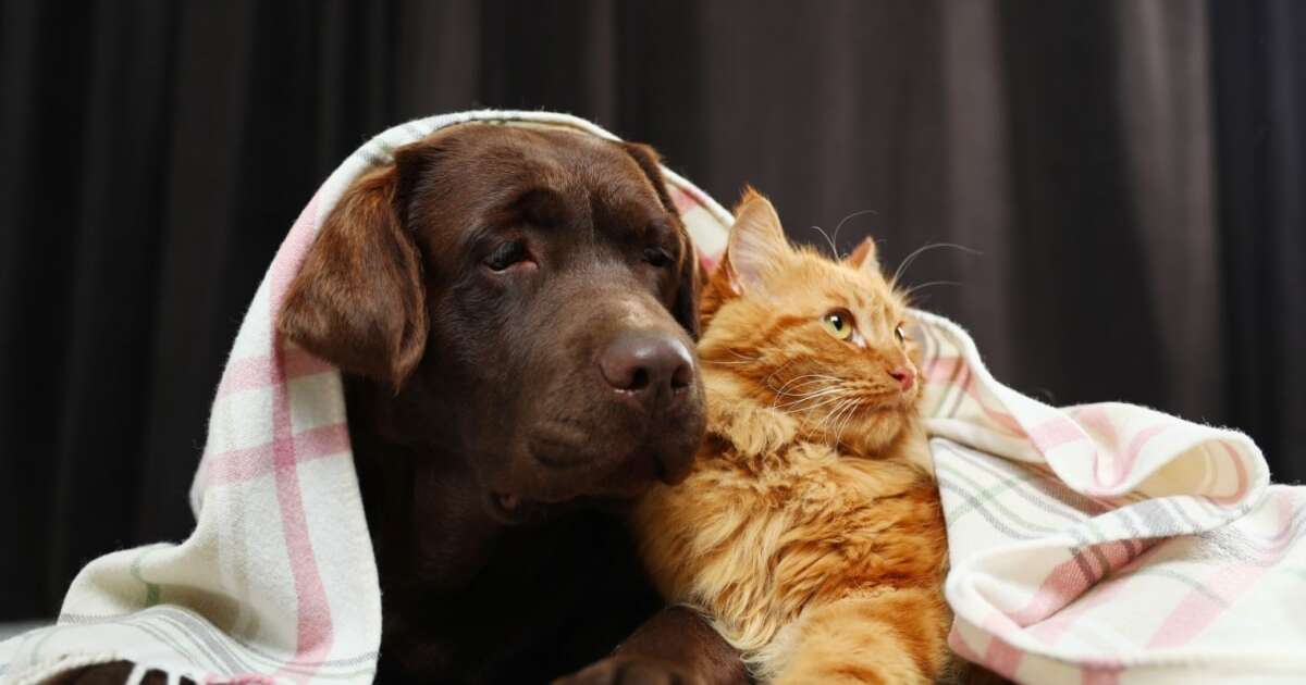 5 dicas para manter a saúde dos animais no inverno