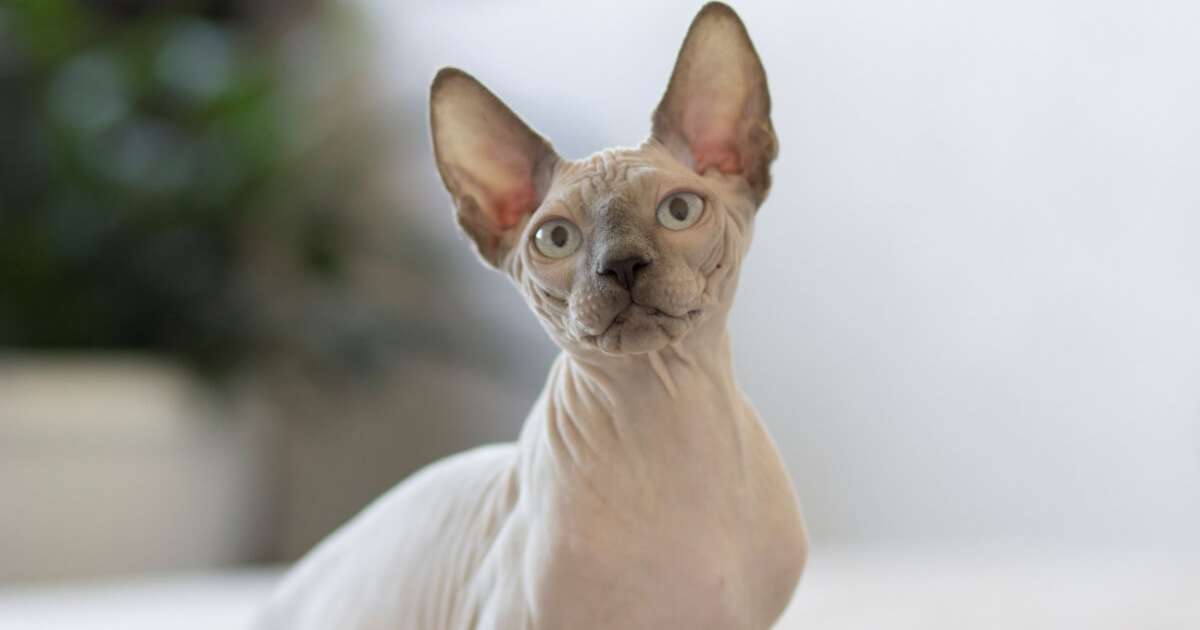 6 raças de gato sem pelo