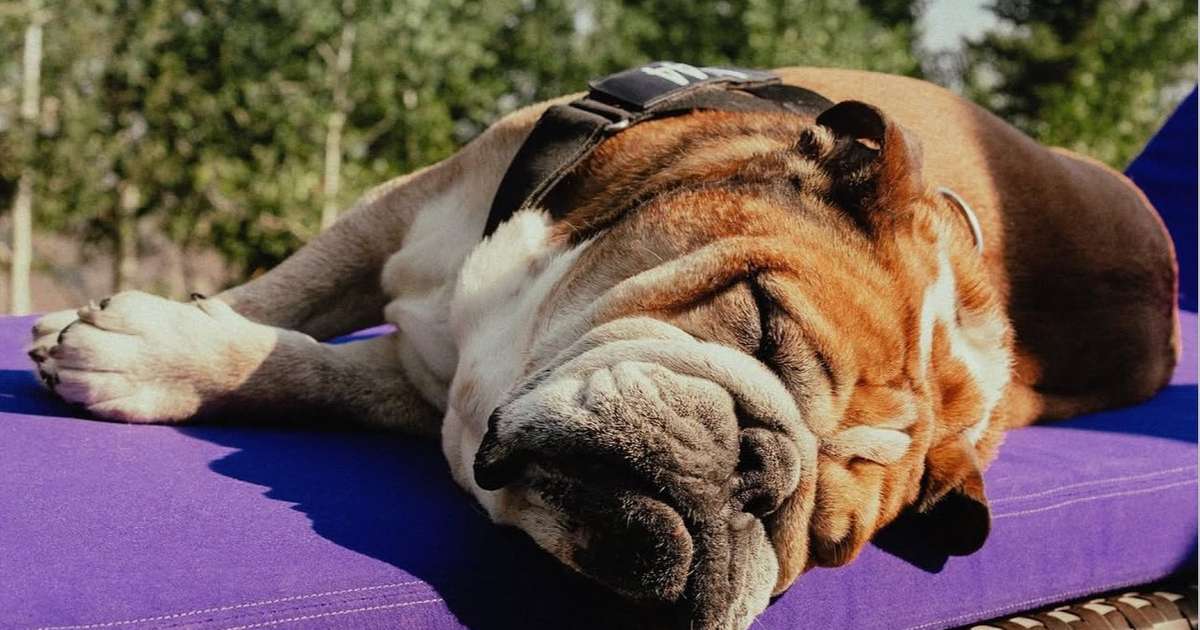 F1: Roscoe, o buldogue de Lewis Hamilton, conquista capa da Dogue