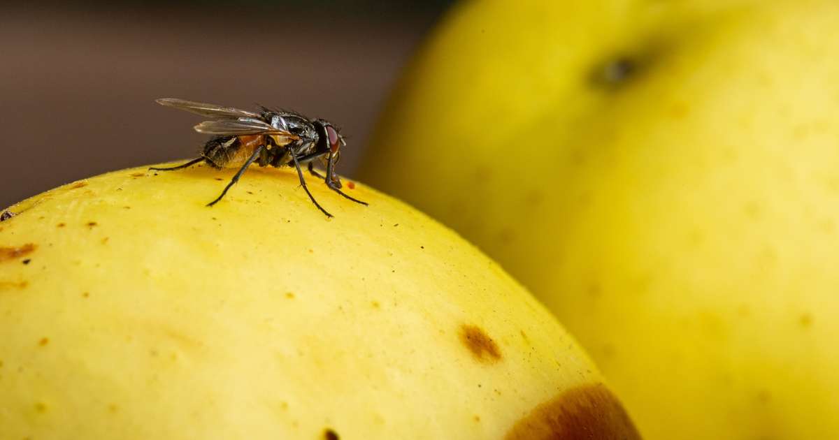 Diga Adeus às Moscas: A Planta Surpreendente que as Repele e Decora a Sua Casa!
