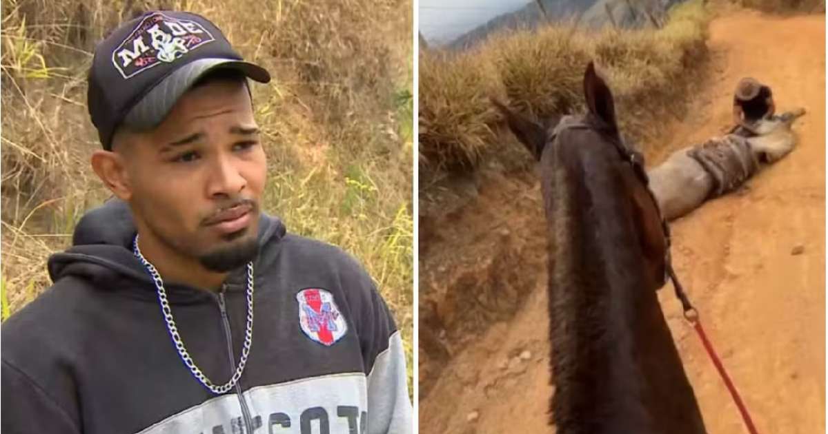 Veja quem é o jovem de 21 anos que cortou patas de cavalo e gerou ...