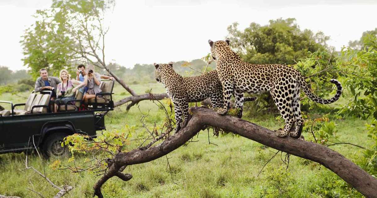 Safári na África: os melhores lugares para encontrar animais
