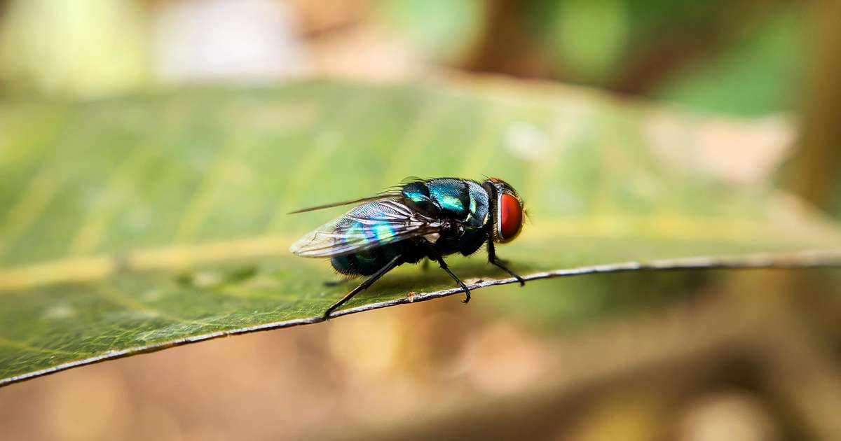 Mosca Predatora Primeiro caso de mosca-da-bicheira nos EUA alerta pecuaristas e ...