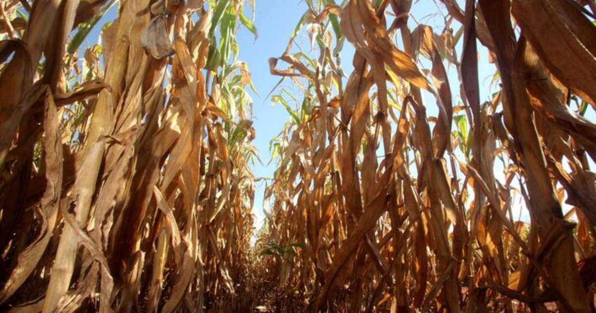 MP da renegociação de dívidas de produtores rurais é publicada em edição extra do 'Diário Oficial'