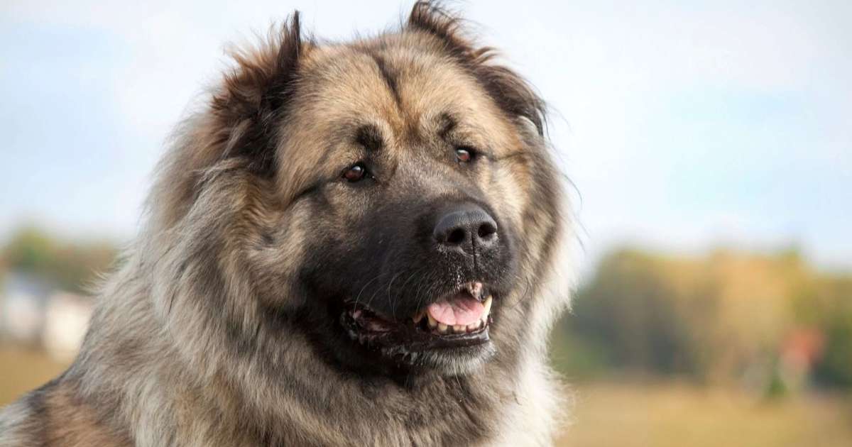 Por que o pastor do Cáucaso é considerado o cão mais imponente do planeta