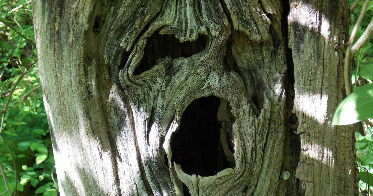Biofobia: por que algumas pessoas odeiam o contato com a natureza?