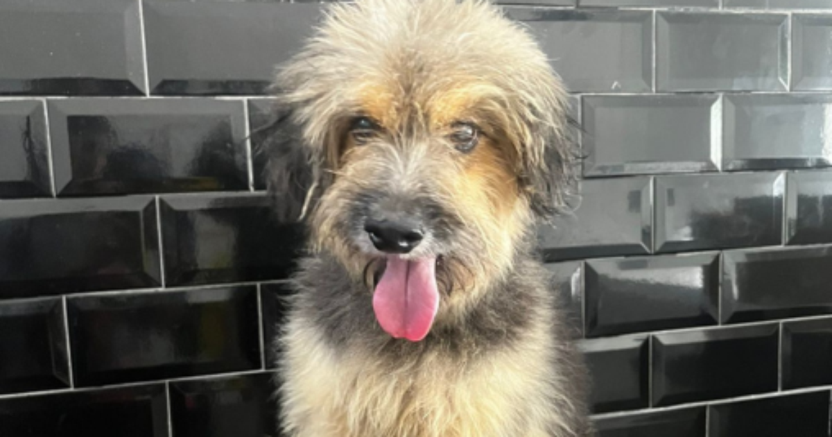 Cão Morre no Rio durante Réveillon; Participou de Novela da Globo - estilo de vida news from Terra